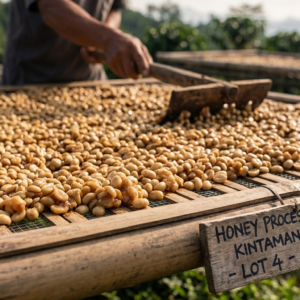Kintamani Green Beans - Honey Process